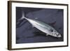 Mackerel, Scomber Scombrus, Dead, Catch-Newly, Animal-Carl-Werner Schmidt-Luchs-Framed Photographic Print