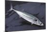 Mackerel, Scomber Scombrus, Dead, Catch-Newly, Animal-Carl-Werner Schmidt-Luchs-Mounted Photographic Print