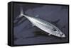 Mackerel, Scomber Scombrus, Dead, Catch-Newly, Animal-Carl-Werner Schmidt-Luchs-Framed Stretched Canvas