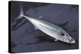 Mackerel, Scomber Scombrus, Dead, Catch-Newly, Animal-Carl-Werner Schmidt-Luchs-Stretched Canvas