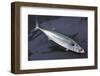 Mackerel, Scomber Scombrus, Dead, Catch-Newly, Animal-Carl-Werner Schmidt-Luchs-Framed Photographic Print