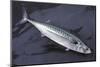 Mackerel, Scomber Scombrus, Dead, Catch-Newly, Animal-Carl-Werner Schmidt-Luchs-Mounted Photographic Print