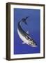 Mackerel (Scomber Scombrus), Scombridae, Drawing-null-Framed Giclee Print