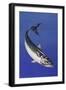 Mackerel (Scomber Scombrus), Scombridae, Drawing-null-Framed Giclee Print