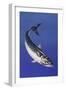 Mackerel (Scomber Scombrus), Scombridae, Drawing-null-Framed Giclee Print