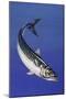 Mackerel (Scomber Scombrus), Scombridae, Drawing-null-Mounted Giclee Print