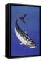 Mackerel (Scomber Scombrus), Scombridae, Drawing-null-Framed Stretched Canvas