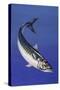 Mackerel (Scomber Scombrus), Scombridae, Drawing-null-Stretched Canvas