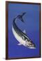 Mackerel (Scomber Scombrus), Scombridae, Drawing-null-Framed Giclee Print