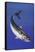 Mackerel (Scomber Scombrus), Scombridae, Drawing-null-Framed Stretched Canvas