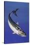 Mackerel (Scomber Scombrus), Scombridae, Drawing-null-Stretched Canvas