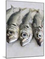 Mackerel-Mauricio Abreu-Mounted Photographic Print