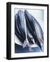 Mackerel-Philip Webb-Framed Photographic Print