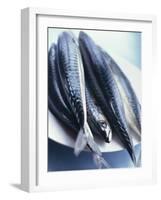Mackerel-Philip Webb-Framed Photographic Print