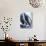 Mackerel-Philip Webb-Photographic Print displayed on a wall