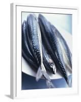 Mackerel-Philip Webb-Framed Photographic Print