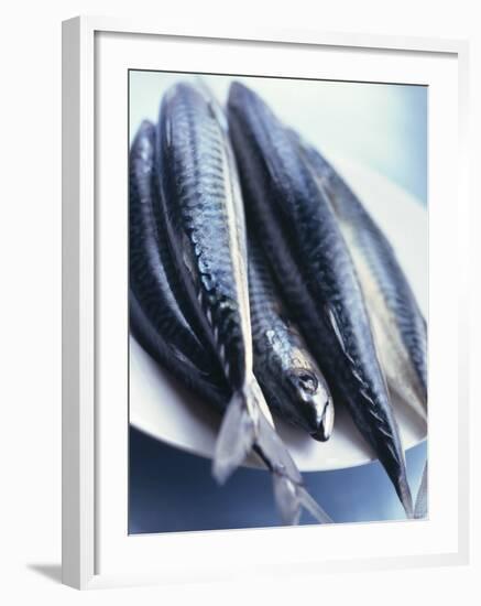 Mackerel-Philip Webb-Framed Photographic Print