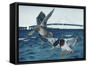 Mackinac Mallards-Rusty Frentner-Framed Stretched Canvas
