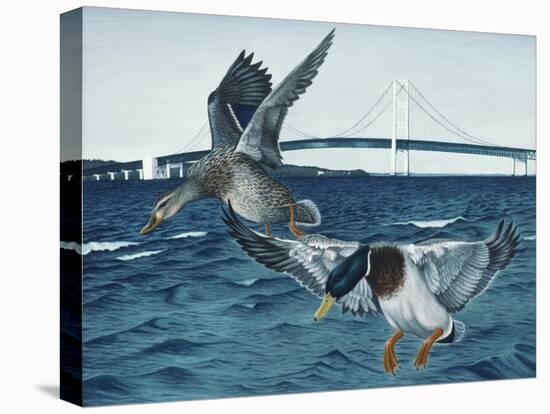 Mackinac Mallards-Rusty Frentner-Stretched Canvas