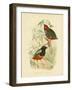 Macklot's Pitta, 1891-Gracius Broinowski-Framed Giclee Print