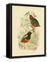 Macklot's Pitta, 1891-Gracius Broinowski-Framed Stretched Canvas