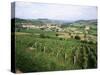 Maconnais Vineyards, Poilly Fuisse, Near Macon, Saone-Et-Loire, Burgundy, France-David Hughes-Stretched Canvas
