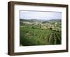 Maconnais Vineyards, Poilly Fuisse, Near Macon, Saone-Et-Loire, Burgundy, France-David Hughes-Framed Photographic Print