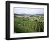 Maconnais Vineyards, Poilly Fuisse, Near Macon, Saone-Et-Loire, Burgundy, France-David Hughes-Framed Photographic Print