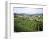 Maconnais Vineyards, Poilly Fuisse, Near Macon, Saone-Et-Loire, Burgundy, France-David Hughes-Framed Photographic Print