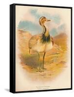 Macqueens Bustard (Houbara macqueeni), 1900, (1900)-Charles Whymper-Framed Stretched Canvas