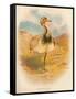 Macqueens Bustard (Houbara macqueeni), 1900, (1900)-Charles Whymper-Framed Stretched Canvas