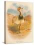 Macqueens Bustard (Houbara macqueeni), 1900, (1900)-Charles Whymper-Stretched Canvas