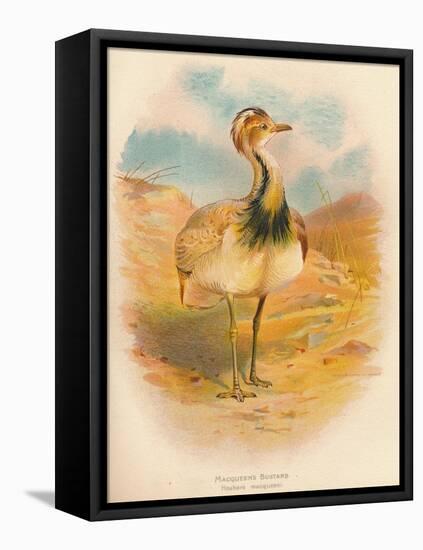 Macqueens Bustard (Houbara macqueeni), 1900, (1900)-Charles Whymper-Framed Stretched Canvas