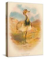 Macqueens Bustard (Houbara macqueeni), 1900, (1900)-Charles Whymper-Stretched Canvas