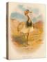 Macqueens Bustard (Houbara macqueeni), 1900, (1900)-Charles Whymper-Stretched Canvas