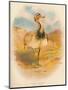 Macqueens Bustard (Houbara macqueeni), 1900, (1900)-Charles Whymper-Mounted Giclee Print