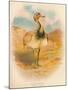 Macqueens Bustard (Houbara macqueeni), 1900, (1900)-Charles Whymper-Mounted Giclee Print