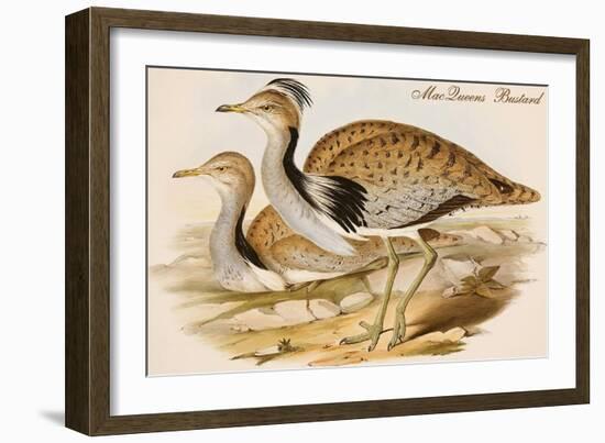 Macqueens Bustard-John Gould-Framed Art Print