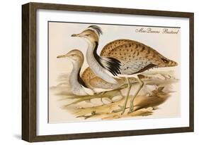 Macqueens Bustard-John Gould-Framed Art Print