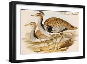 Macqueens Bustard-John Gould-Framed Art Print