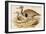 Macqueens Bustard-John Gould-Framed Art Print