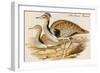 Macqueens Bustard-John Gould-Framed Art Print