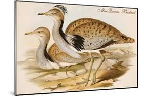 Macqueens Bustard-John Gould-Mounted Art Print