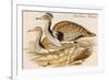 Macqueens Bustard-John Gould-Framed Art Print