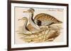 Macqueens Bustard-John Gould-Framed Art Print