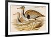 Macqueens Bustard-John Gould-Framed Art Print