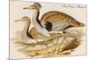 Macqueens Bustard-John Gould-Mounted Art Print