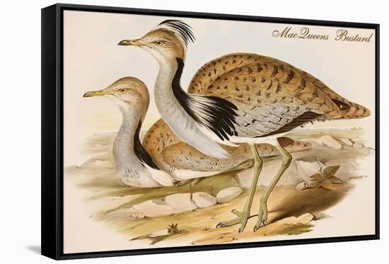 Macqueens Bustard-John Gould-Framed Stretched Canvas