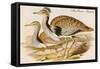 Macqueens Bustard-John Gould-Framed Stretched Canvas