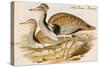 Macqueens Bustard-John Gould-Stretched Canvas